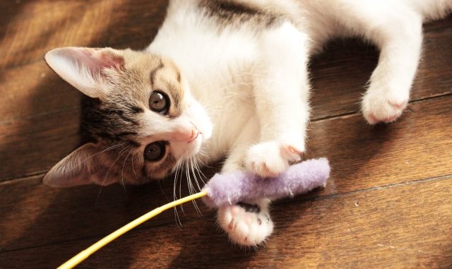 猫がおもちゃを隠すのはなぜ？どんな場所に隠す傾向がある？