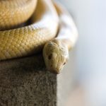 【緊急！】ヘビが餌を食べない！？拒食が起こる７つの原因と対応方法！