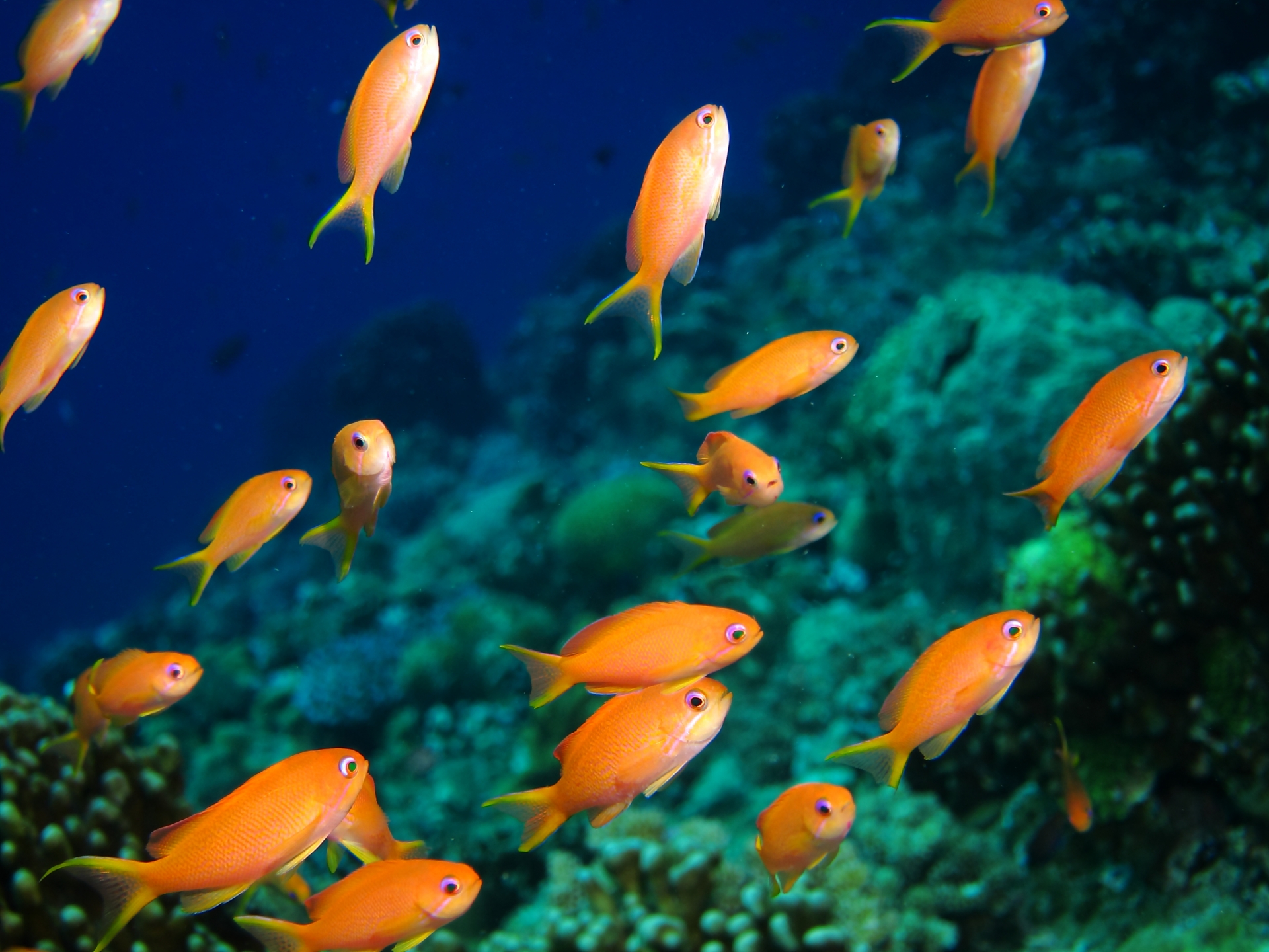 夏場の旅行には注意。熱帯魚を飼育する水槽に水質変化に気をかけよう