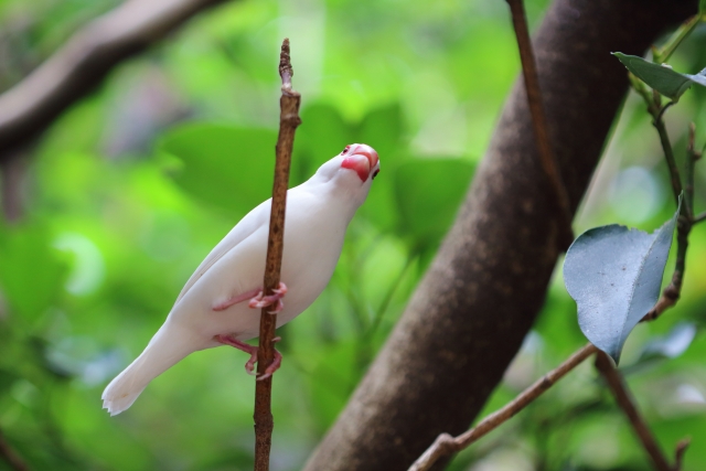 文鳥の種類①：白い姿が美しい！白文鳥