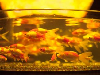 【飼育方法別】冬も金魚に餌を与えるべき？量や回数はどうすればいい？