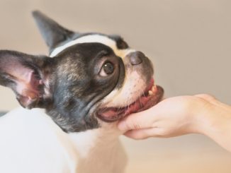 【要注意！】最近犬のあくびが多いかもと思ったら。それはSOSのサインかも！？