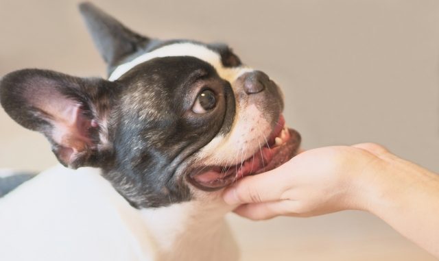 【要注意！】最近犬のあくびが多いかもと思ったら。それはSOSのサインかも！？