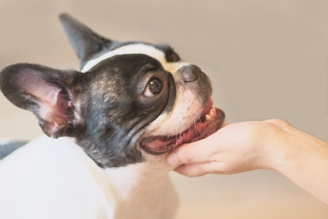 最近愛犬のあくびが多いな。これってもしかしてストレスを感じている？