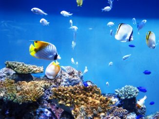 熱帯魚を水槽で飼育する際の維持費はどれくらい？節約方法を大公開！