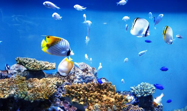 熱帯魚を水槽で飼育する際の維持費はどれくらい？節約方法を大公開！