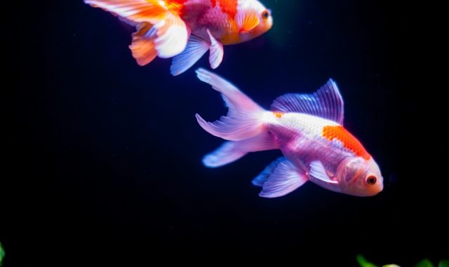 金魚にあげる餌の1回あたりの量と1日あたりの頻度どれくらいがいいの？