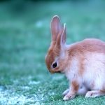冬の寒さに要注意！冬のウサギの正しい飼い方と寒さ対策を徹底解説！