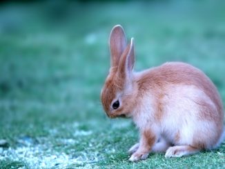 冬の寒さに要注意！冬のウサギの正しい飼い方と寒さ対策を徹底解説！