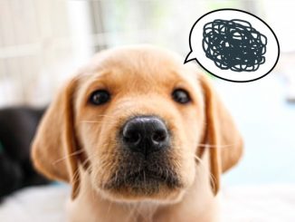 犬の甘噛みに意味や理由ってあるの？犬の心理と気持ちも解説！