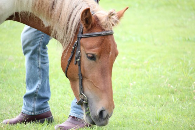 必見 馬の飼育にかかる費用ってどれくらい あなたの疑問を解決します Petful ぺとふる