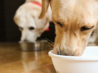 食糞行動の癖を持つ犬へはどう対処する？行動の原因と対策まとめ！