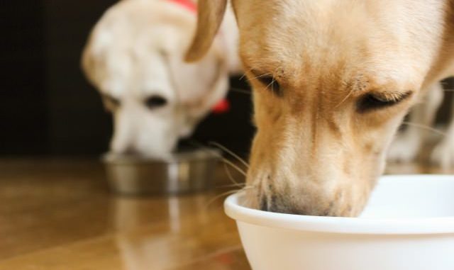 食糞行動の癖を持つ犬へはどう対処する？行動の原因と対策まとめ！