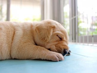 犬の睡眠時間は何時間？睡眠不足になるとどうなるの？