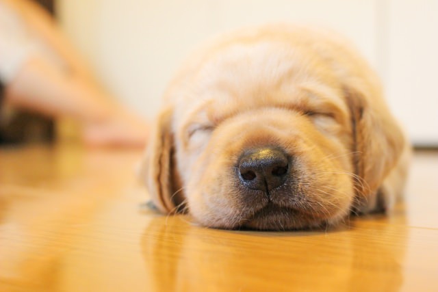 犬に必要な睡眠時間は1日の半分以上？