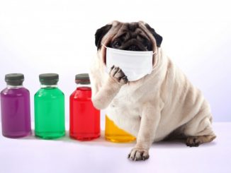 犬にも花粉症が存在する？症状と対策まとめ！
