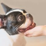 犬の耳ダニってどんな病気？症状や予防方法は？