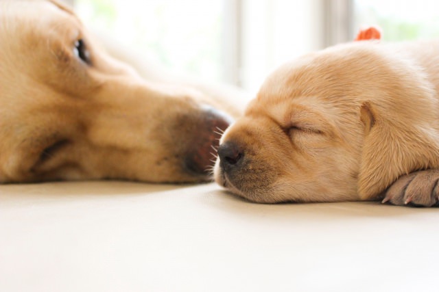 犬の睡眠時間を適切に確保して健康を保ってあげよう！