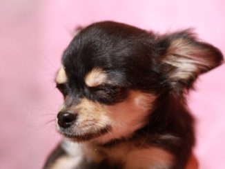 犬の涙やけの原因と症状と対策方法をご紹介。ケア用のローションを使うのもあり？