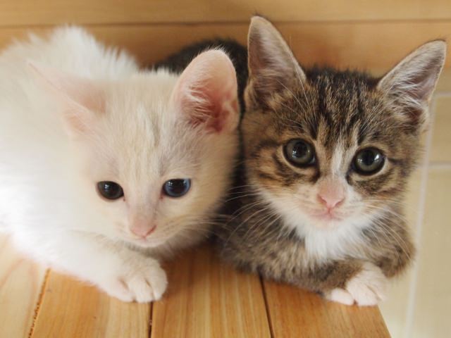 猫のおやつはいつから 子猫と成猫の場合では何が違うの ぺとふる