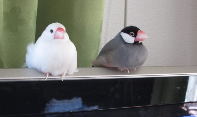 文鳥の鳴き声の大きさってどれくらい?おすすめの防音対策を総まとめ! 文鳥の鳴き声の大きさってどれくらい?おすすめの防音対策を総まとめ!