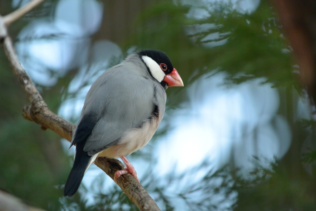 3. 文鳥が楽しくて興奮している意味の鳴き声の種類