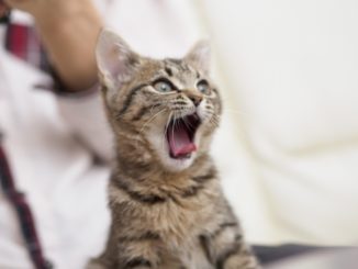 威嚇した猫の鳴き声やポーズはどんな感じ？「シャー」から猫の気持ちを察しよう！