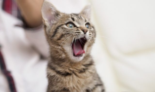 威嚇した猫の鳴き声やポーズはどんな感じ？「シャー」から猫の気持ちを察しよう！