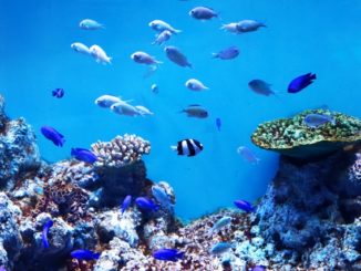 熱帯魚の水槽にコケが生える原因と種類ごとの対策・掃除方法まとめ！