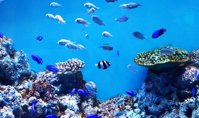 熱帯魚の水槽にコケが生える原因と種類ごとの対策・掃除方法まとめ！