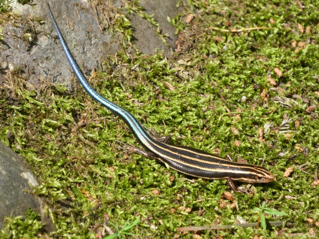 3. ニホンカナヘビの尻尾は何色なの？