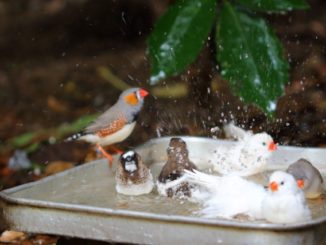 文鳥は冬でも水浴びする？水温管理のコツと注意点をまとめて解説！