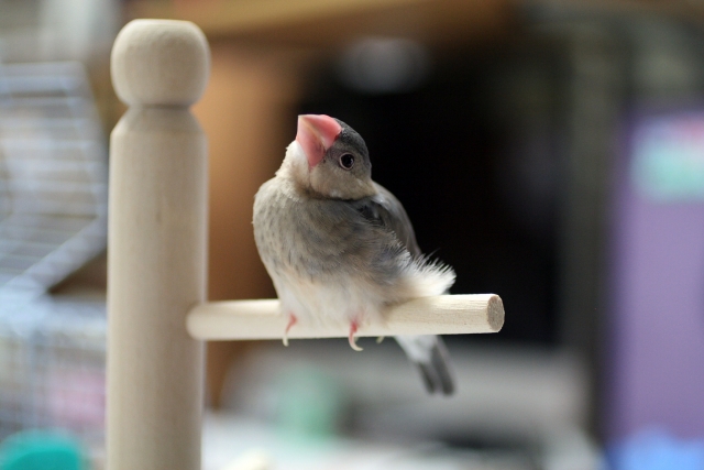 文鳥の雛を飼育したい 値段の相場を種類別にまとめて紹介 ぺとふる 文鳥の雛を飼育したい 値段の相場を種類別にまとめて紹介 ぺとふる
