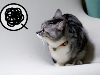 猫のおしっこが臭いのはなぜ？匂いの原因とおすすめな対策方法をご紹介！
