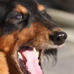 犬の口臭を消すのに効果的な方法とは？臭いの原因別におすすめな対策を総まとめ！