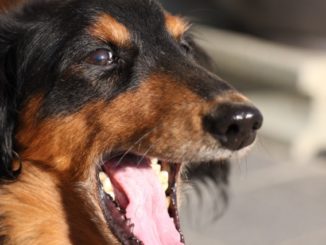犬の口臭を消すのに効果的な方法とは？臭いの原因別におすすめな対策を総まとめ！
