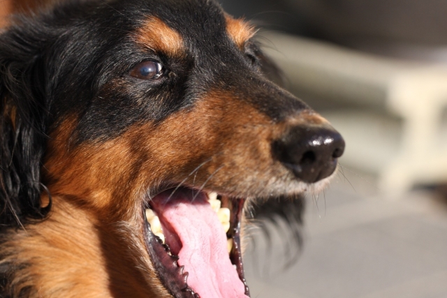 2. 腸内環境の改善で犬の口臭を消す方法