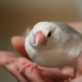 ちゃんと知ってる？文鳥の鳴き声の種類ごとの意味を総まとめ！