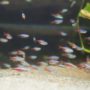 熱帯魚の水槽に白い虫が発生！その正体と対策方法を徹底解説！
