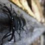 クワガタのエサを自作で作ろう！簡単にできる餌の作り方を大公開！