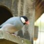 文鳥が威嚇をする理由と怒る時の鳴き声！おすすめの飼育方法もご紹介！